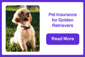 Pet Insurance for Golden Retrievers