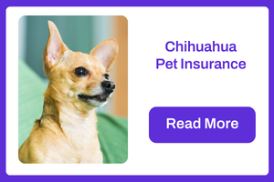 Pet Insurance for Chihuahuas