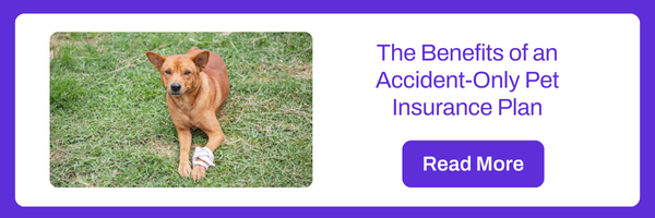 The Benefits of An Accident Only Pet Insurance Plan