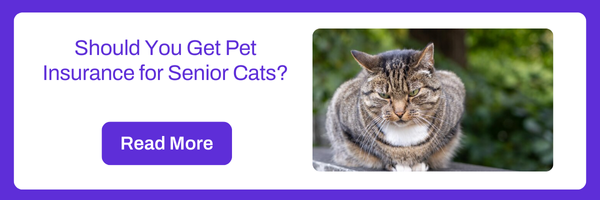 Should You Get Pet Insurance for Senior Cats?