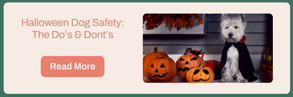 Halloween Dog Safety: The Do's and Dont's