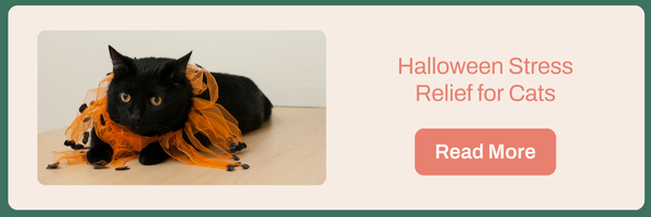 Halloween Stress Relief for Cats