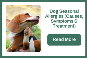 Dog Seasonal Allergies (Causes, Symptoms & Treatments)