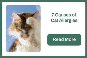 Seven Causes of Cat Allergies