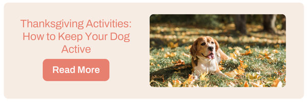 Thanksgiving Activities: How to Keep Your Dog Active