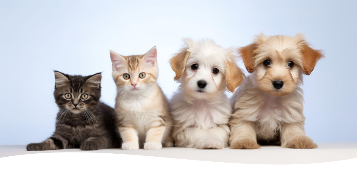 Frequently Asked Questions About Pet Insurance