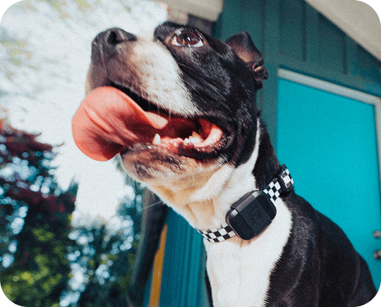 Fi Mini smart collar on a small dog