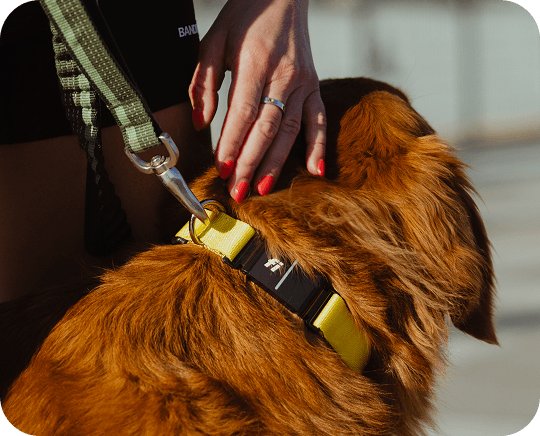 Fi Series 3+ smart collar on a dog