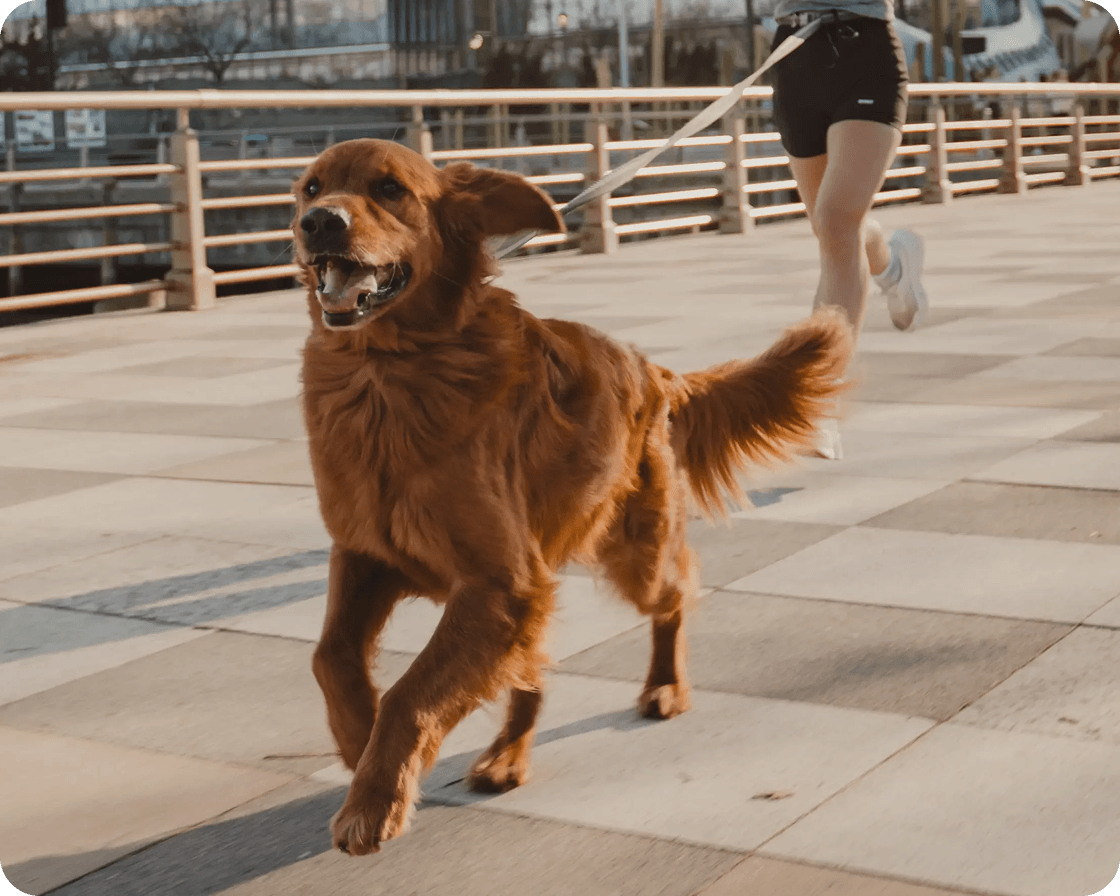 Dog running on a leash outdoors