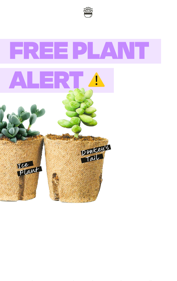 American's #1 rated succulent + cacti subscription! 
