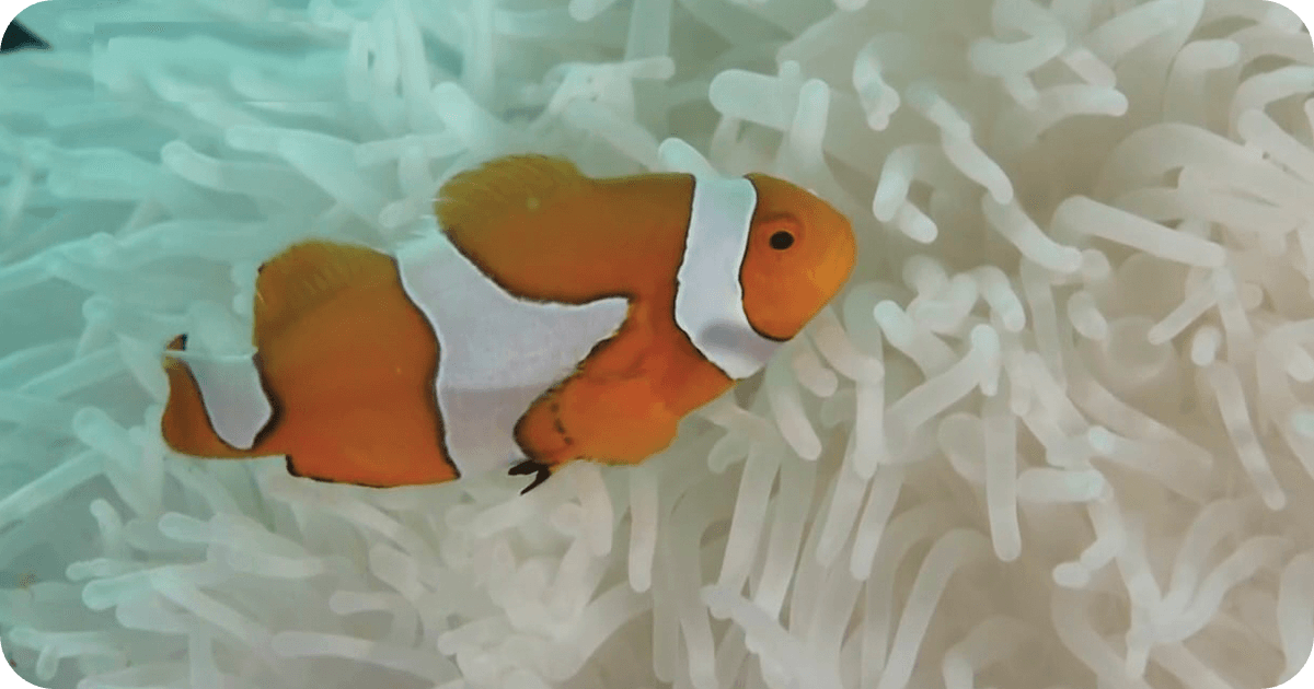 clownfish