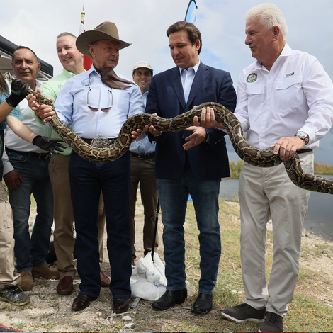 A Snake in the Everglades