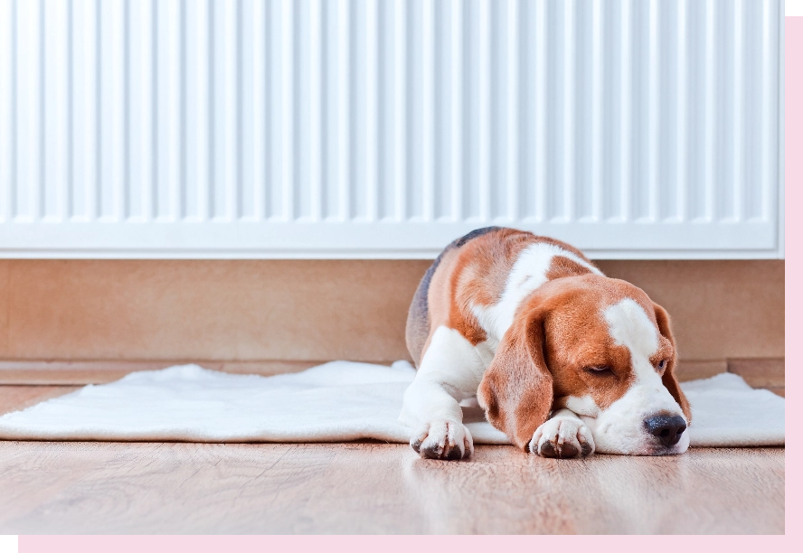 picture of a dog sleeping beside a radiator